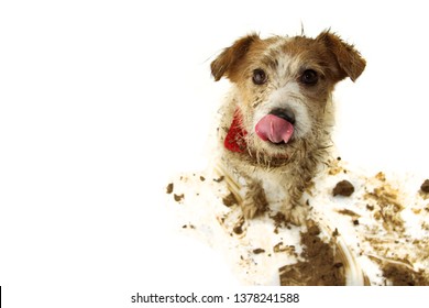 FUNNY DIRTY DOG. JACK RUSSELL LINKING WITH TONGUE AFTER PLAY IN A MUD PUDDLE. ISOLATED ON WHITE BACJGROUND.