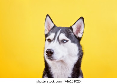 Funny Dissatisfied Bi-eyed Husky On A Yellow Studio Background, The Concept Of Dog Emotions
