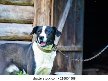 Funny dog