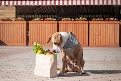 Funny Dog And Bag Of Groceries In Front Of Market Or Local Store. Cute Staffordshire Terrier Puppy In Bandana Sits Next To Paper Bag With Greens And Vegetables, Shopping For Food Lifestyle Concept.