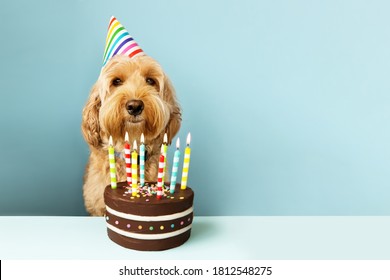 Funny Dog With Birthday Cake And Hat
