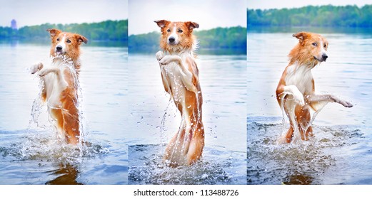 Funny Dog Border Collie Dance Into The Water