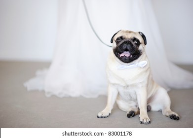 Funny Dog With A Bow At Wedding