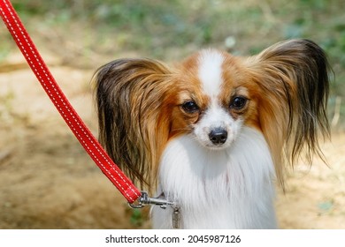 A funny dog of breed Papillon on a red leash walks in the park.
