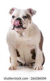 Funny Dog - Bulldog Licking Lips Isolated On White Background