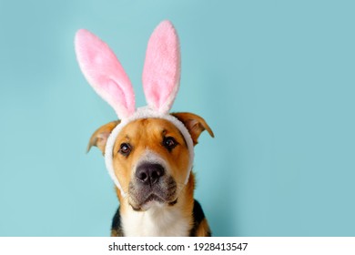 Funny dog with bunny ears on the blue background. Three-color easter outbred dog.