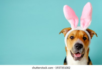 Funny dog with bunny ears and opened mouth on the blue background. Three-color easter outbred dog.