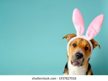 Funny dog with bunny ears tilted its head on the blue background. Three-color easter outbred dog looking at the camera. Copy space, place for text, banner.