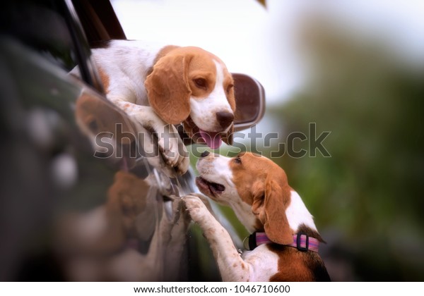  funny Dog in car\
window ,Beautiful cute dog beagle travels in the car and Green\
nature background .