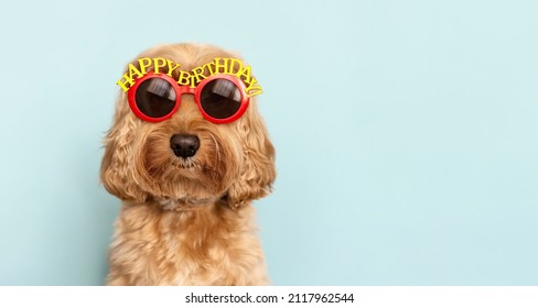 Funny Dog Celebrating With Happy Birthday Sunglasses