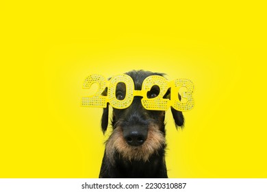 Funny dog celebrating new year 2023 with sign costume. Isolated on yellow background - Shutterstock ID 2230310887