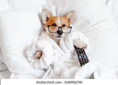 Funny dog corgi laying in bed in glasses watching tv, relaxing in a day off
