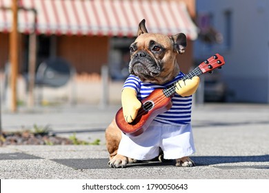 Funny Dog Costume On French Bulldog Dressed Up As Street Performer Musician Wearing Striped Shirt And Fake Arms Holding A Toy Guitar Standing In City Street On Sunny Day