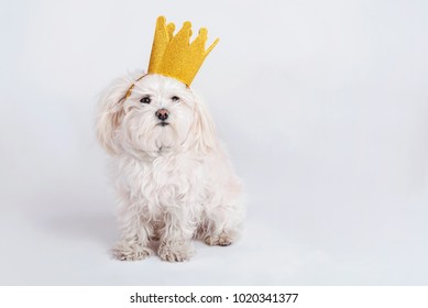 Funny Dog With Crown On White Background