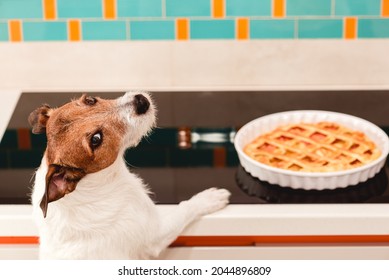 Funny Dog Desires To Eat Apple Pie Made For Thanksgiving Dinner