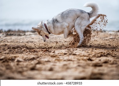 Funny Dog Digging Sand At The Beach