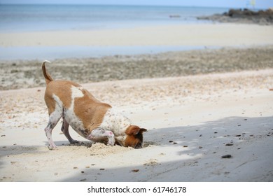 Funny Dog Digging Until Head In Sand, On The Beach