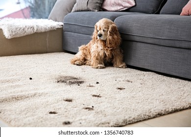 Funny dog and its dirty trails on carpet - Shutterstock ID 1356740783