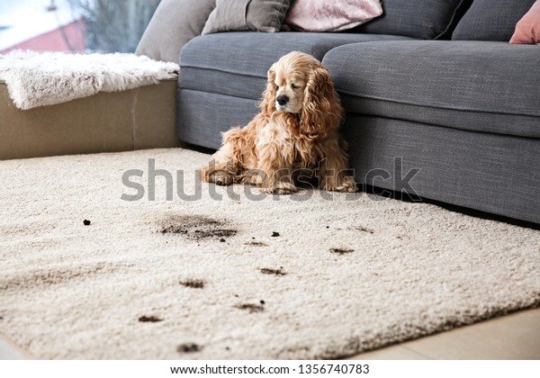 Funny dog and its\
dirty trails on carpet