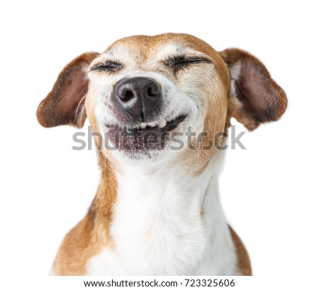 Funny dog disgust, denial, disagreement face. Don't like that. grins  teeth pet. White background