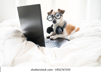 Funny Dog Dj With Glasses Looking To Camera Relaxed Working Online  Home White Comfortable Bed. Freelancer Remote Home Office. Editor Electronic Music Composer Pet Jack Russell Terrier With Headphones