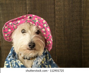 A Funny Dog Dressed In A Floppy Flower Hat And Hawaiian Shirt