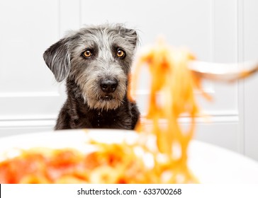 Funny Dog Drooling While Watching Person Eat Food.