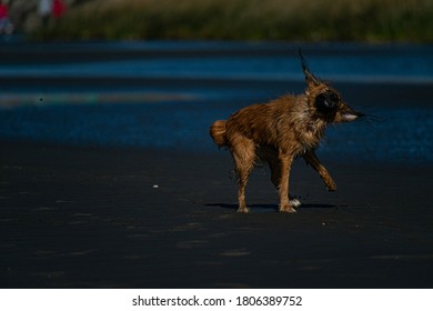 Funny Dog Drying Off On The Beach