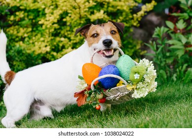 Funny Dog At Egg Hunt During Eastertide