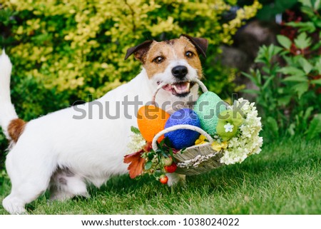 Funny dog at egg hunt during Eastertide