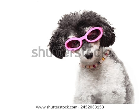 Funny dog with eyeglasses looking at camera and head tilted. Smart puppy dog with curious or questioning expression. Female miniature poodle, harlequin or black and white. Selective focus. Isolated.