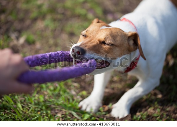 Funny Dog Face Biting Puller Toyplayful Animals Wildlife Nature