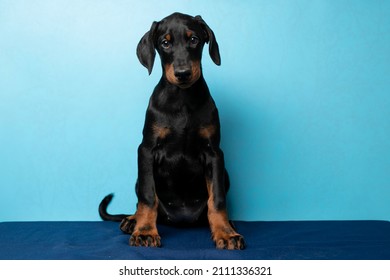 Funny dog face. Portrait of dog on blue background. Pet studio shot. Sitting doberman