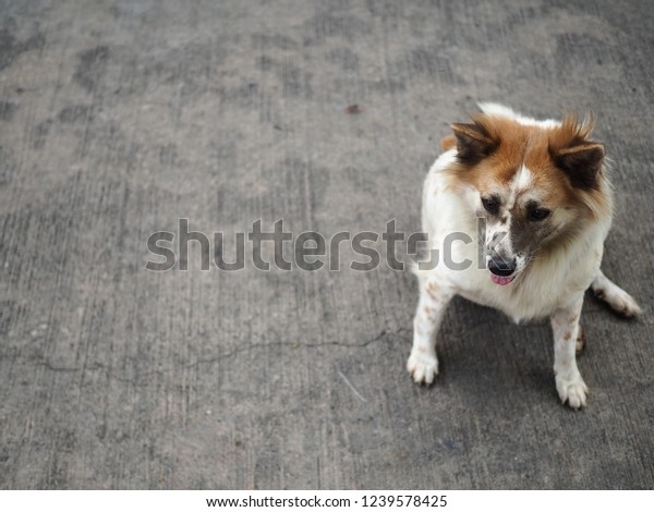 Funny Dog, Fat dog sitting on concrete, Thai dog, \
Thai Bangkaew dog.