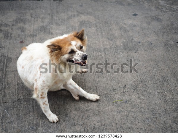 Funny Dog, Fat dog sitting on concrete, Thai dog, \
Thai Bangkaew dog.