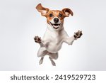 Funny dog flying, playful dog jumping mid-air looking at camera isolated on white background