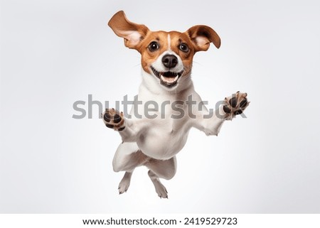 Funny dog flying, playful dog jumping mid-air looking at camera isolated on white background