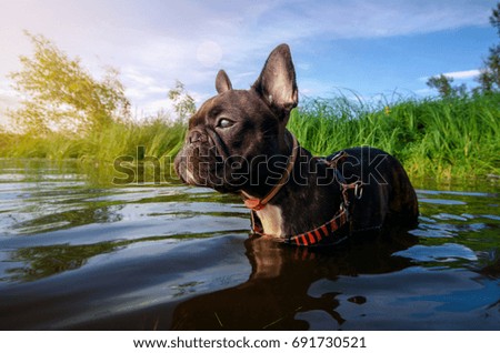 Similar – Foto Bild Hund mit seinem Spielzeug im Wasser