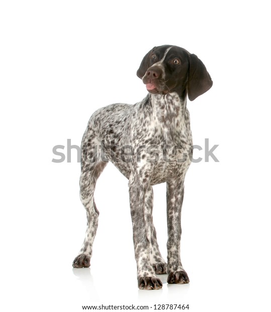 Funny Dog German Shorthaired Pointer Sticking Stock Photo (Edit Now ...