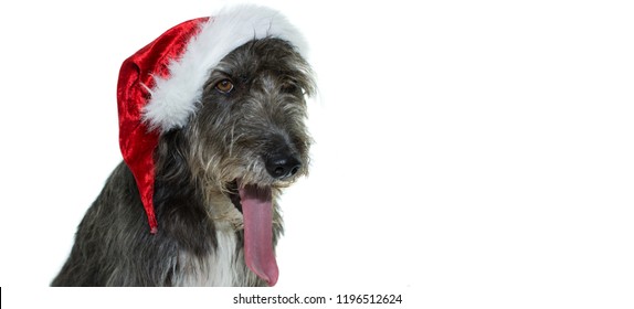 Funny Dog Grinch Celebrating Christmas With A Santa Hat And A Silly Expression. Isolated Shot Against White Background.