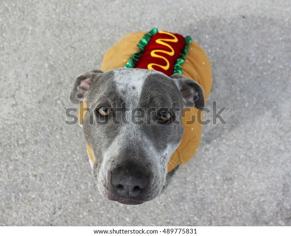 funny dog in halloween\
costume