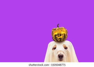 Funny Dog In Halloween Costume Of Ghost Holding Small Pumpkin On Head