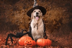 Funny Dog With Halloween Costume, Pumpkins And Spider