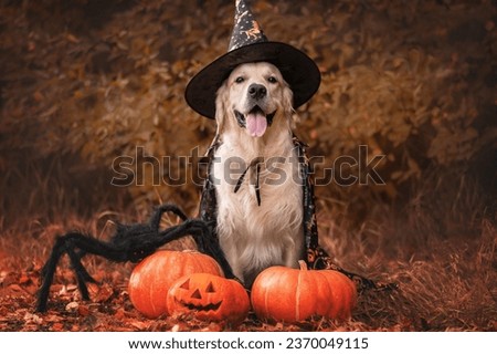 Funny dog with Halloween costume, pumpkins and spider