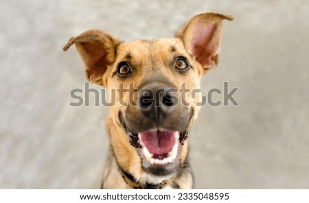 A Funny Dog Is Happy And Excited With Mouth Open Smiling