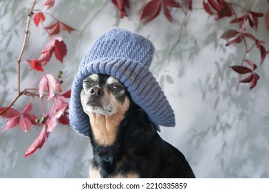 Funny dog ​​in a hat. Looking into the camera. Autumn and winter concept, clothes for dogs - Shutterstock ID 2210335859