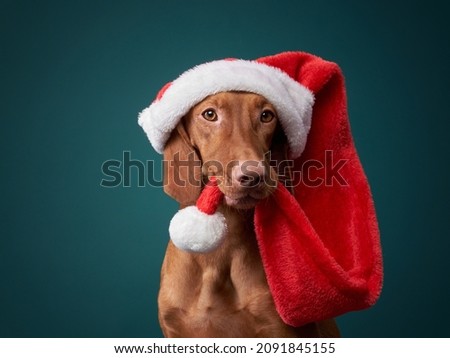 funny dog in a hat of Santa Claus. Hungarian vizsla on a dark blue background