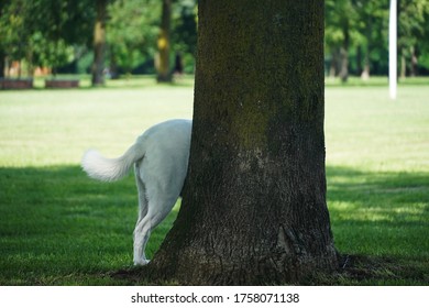 Funny Dog Hiding Behind The Tree