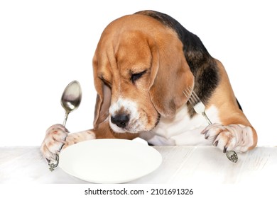 Funny Dog Holds A Spoon And A Fork In His Paws, Looks At An Empty Plate On The Table 