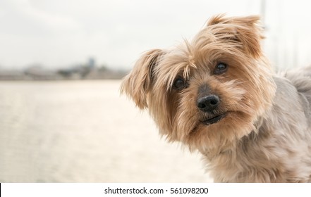 funny dog isolated face peeking from one side, surprised dog. dogguie with curiosity expression raising his ears. Hey what's up dog brown Yorkshire Terrier dog. Blurry background